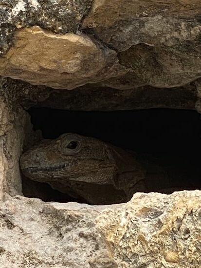 Kuckuck…mon amigo…