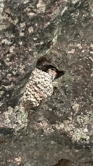 Unmengen Schwalben nisten hier, glasklares Wasser und ein paar Stalaktiten