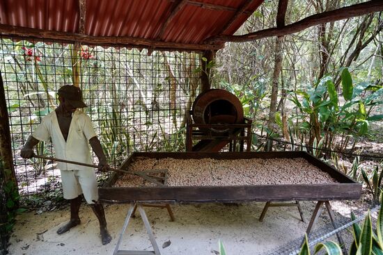 Hier werden die Bohnen fermentiert…