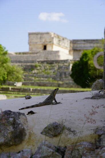 Uxmal bedeutet in der Maya-Sprache „dreimal gebaut“. Es gibt Hinweise, dass diese Stätte schon vor Christus bewohnt war. Die Blütezeit der Maya war hier zwischen dem 7. und 10. Jahrhundert nach Christus. Zwei Jahrhunderte später stand Uxmal leer. Heute bewohnen nur noch die Leguane diese Stätte 