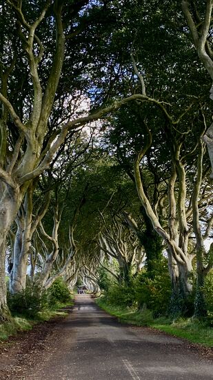 ….wir das hiesige Highlight besuchen: "The dark Hedges" --eine bizarre Buchen-Allee
Auch dies ist einer der vielen Drehorte von den "Game of thrones"
