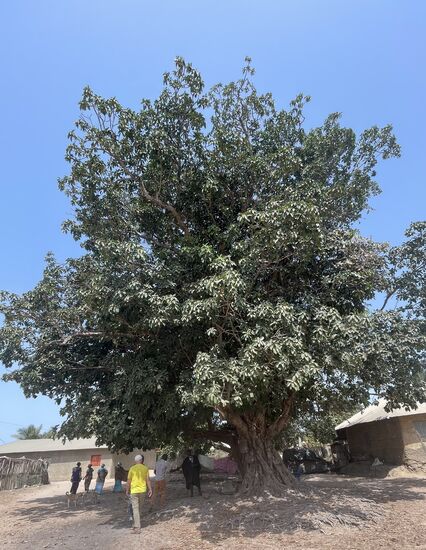 Hier unter dem riesigen Baobab-Baum ist Treffpunkt im Schatten