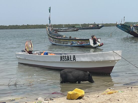 Schweine dürfen hier auch baden