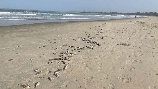 Thomas erkundet den vielgepriesenen Strand, aber die Begeisterung hält sich in Grenzen: viele tote Fische liegen hier