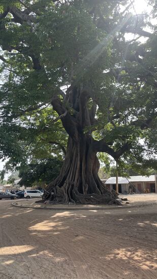 Wir fahren in den Ort Cap Skirring- wo auf dem „Marktplatz“ wieder einer der riesigen Baobab-Bäume steht.