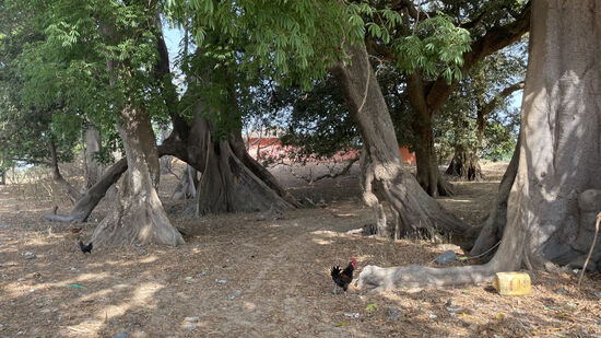 Das ist der Platz der Beschneidungen, sie finden nur alle 30 Jahre hier statt. Die letzte war 2003