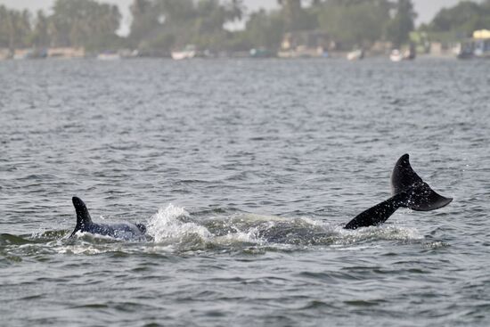 Bald sehen wir einen Schwarm von 4 Tieren , die munter im Wasser spielen