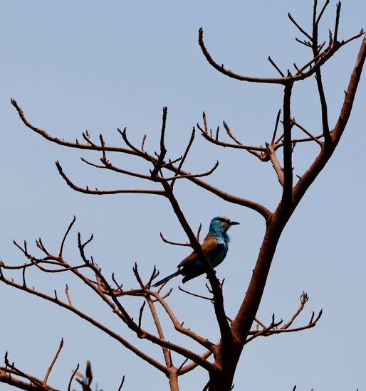 Unterwegs entdecken wir diesen Kameraden. Leider ist die Tierwelt hier sehr dürftig und man freut sich schon über ein bunten Vogel.