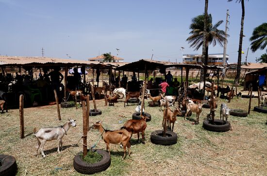 Ein weiterer Tiermarkt - hier werden Ziegen und Schafe angeboten.