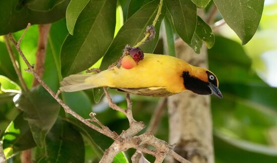 Ein begeisterter Hobbyfotograf kann hier die vielen hübschen Vögel fotografieren