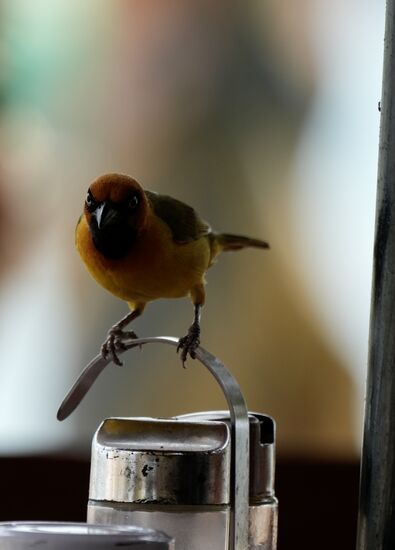 Die so wenig Angst haben, dass sie sogar auf den Tisch kommen