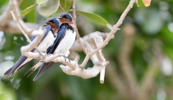 Hübsche Schwalben gibt es hier..
