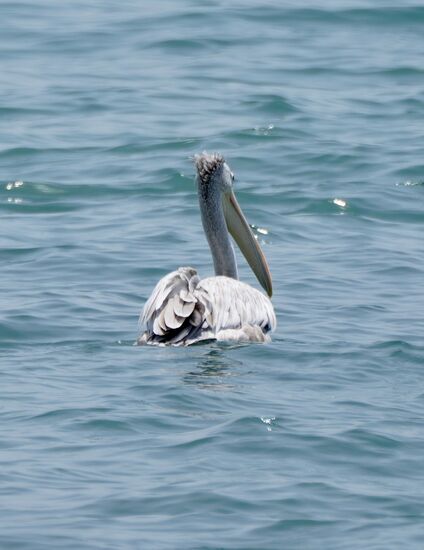 Hat der nicht eine geile Frisur und Glubschauge?