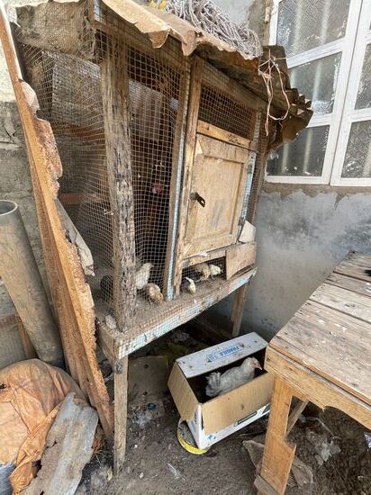 Ein Hühnerstall mit vielen Küken—warum das Huhn wohl da unten im Karton sitzt?