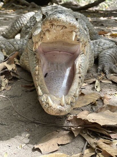 Stabil sind diese Beißerchen sicherlich