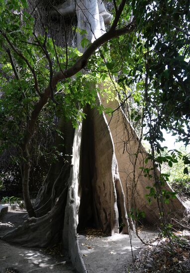 Zwischen den Gebäuden geht es entlang dieses schätzungsweise 100 Jahre alten Baums ….