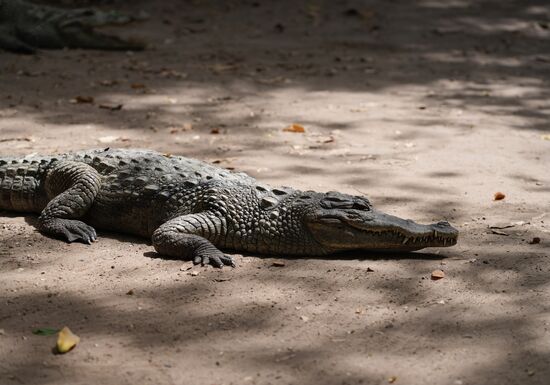 … zu diesen kleinen Kerlen. Überall liegen friedlich Krokodile rum. Man muss aufpassen, dass man nicht plötzlich auf eines tritt.