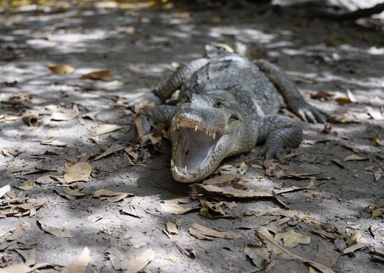 Trotzdem sind die Mäuler und Zähne ein wenig furchteinflössend. Wusstet ihr, dass Krokodile keine Zungen haben?