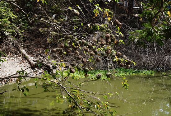 In diesem Tümpel schwammen noch ganz viele dieser Exemplare.