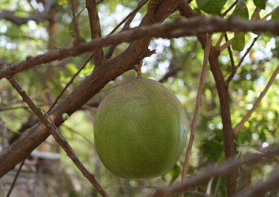 Kalebassen am Baum - es gibt welche, die auf Bäumen wachsen, andere wachsen am Boden. Sie werden immer noch als Aufbewahrungsbehältnis für Flüssigkeiten und Lebensmittel genutzt. Dafür werden sie geerntet, ausgehöhlt (das Innenleben ist nicht genießbar) und dann getrocknet. Sie sind dann sehr stabil.