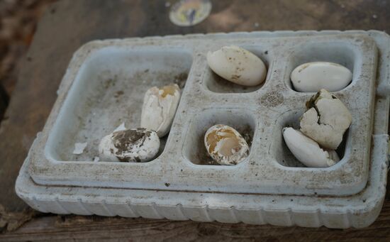 Hier einige der Eier von Krokodilen, die nicht befruchtet waren.