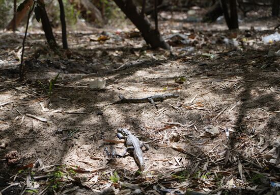 Wir sehen auch noch sehr viele kleine Krokodile, die erst vor kurzem geschlüpft sind.