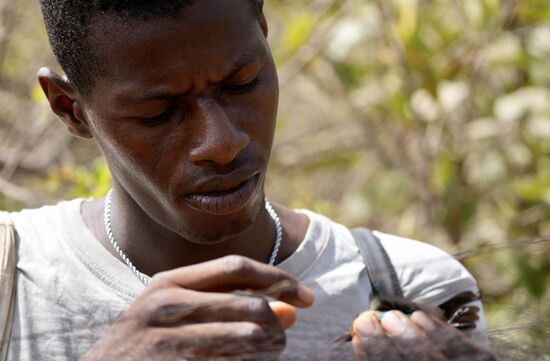 Die Vögel werden hier in Netzen gefangen. Zunächst sieht das sehr dramatisch aus, aber die Mitarbeiter des Observatorium sind sehr vorsichtig und befreien die Vögel aus den Netzen. Heute haben wir Glück und es sind 2 Vögel im Netz, die noch nicht beringt sind.