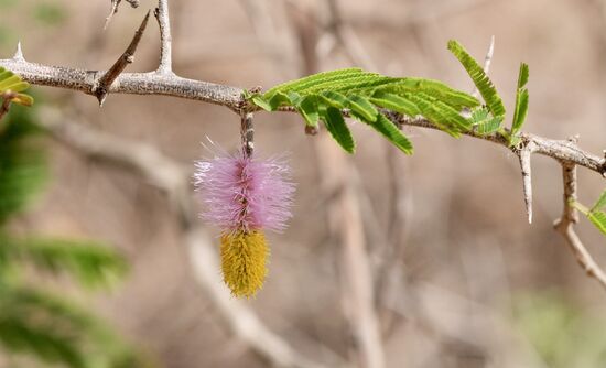 Wir wandern durch die Dünen Richtung Ufer des Gambia-Flusses. Immer wieder sehen wir hübsche Sträucher und Blüten.