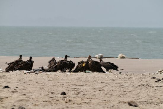 Am Ufer des Gambia-River treffen wir auf diese Kameraden. Sie sind dabei und verspeisen Fisch. Auf dem Fluß treiben viele tote Fische. Wir erfahren später, dass das „Beifang“ sei: zu klein zum Verzehr oder nicht genießbar. Die Fischer werfen es wieder in den Fluß.