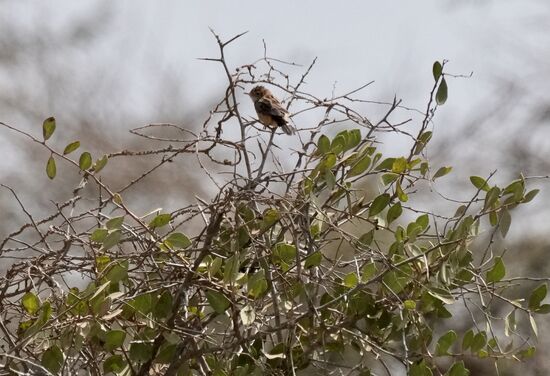 Hin und wieder finden wir doch noch ein paar Vögel.