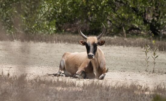 Kühe laufen hier überall frei rum. Dementsprechend müssen wir auch wegen der vielen Tretminen Slalom am Ufer laufen  