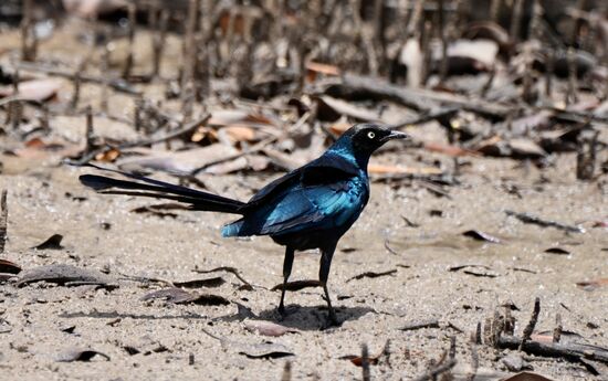 Wie schillernd! Und sie singen so herrlich.