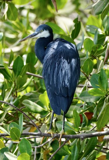 Wir haben uns hier ein Boot reserviert. Als wir ankommen erfahren wir, dass alle Motorboote in Reparatur seien und es mit einem Paddel-Boot auf Pirschfahrt geht. So sei es. Wie sich hier zeigt, kommen wir so geräuschlos ganz nah an die Vögel, die uns erst sehr spät bemerken.