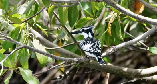 Ein Kingfisher-Vogel - sie sind exzellente Taucher und Fischer - wir kennen sie bereits aus Uganda.