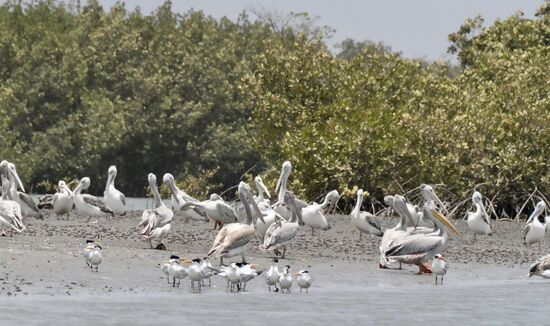 Wir paddeln entlang der Mangrovenwälder zur Pelikan-Insel. Hier lebt eine große Kolonie unterschiedlicher Pelikane.