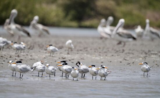In friedlicher Nachbarschaft gibt es weitere Vogelarten.