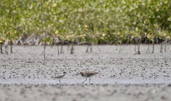 Man sieht sie kaum. Eine Art Strand- bzw Uferläufer. Wie man uns erklärt, seien diese sehr scheu und selten.