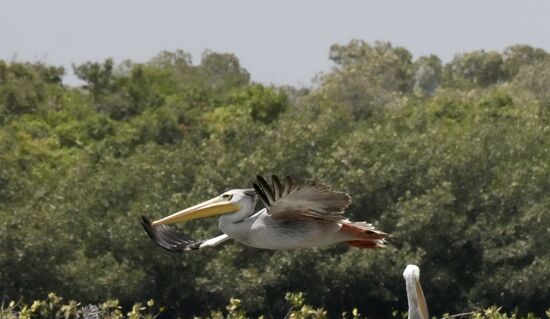 Nix wie weg - sie sind so anmutig wenn sie fliegen - so majestätisch