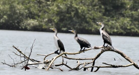 Kormorane - worauf die Drei wohl warten????