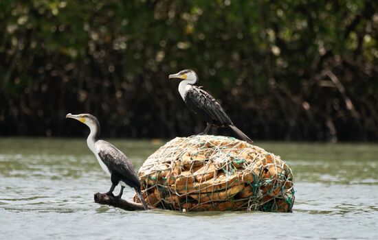 Auch hier zwei weitere Kormorane - dieses seien Großkormorane.