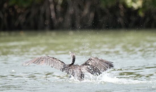 Und los gehts! Wohl eher eine Flucht vor uns als eine Attacke auf einen Fisch. Sie sind exzellente Fischer. Nach dem Tauchen müssen sie dann aber wieder ins Trockene und ihr Federkleid trocknen. So lange es nass ist, können sie nicht richtig fliegen.
