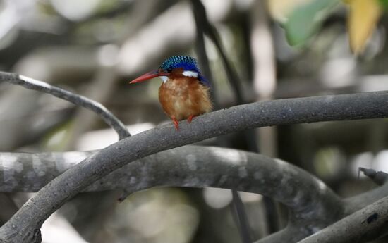 Ebenfalls ein Kingfischer - es gibt 11-12 Arten hier in Gambia. Dieser hier ist recht klein und hat eine ganz hübsche Zeichnung.