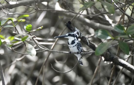 Unsere „Bird-Watching“ Tour ist beendet und wir verabschieden uns von dem unten des „Bird Observatorium The Gambia“ mit einem Tipp. Er hat uns einige Stunden begleitet und es war beeindruckend, wie viel Vogelarten er auf Entfernung im Flug bereits erkannte.