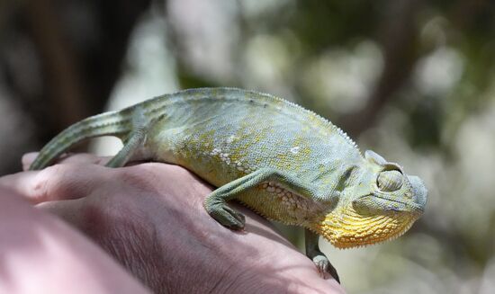 Weiter geht es zu einer Schlangenfarm. Diese wird von einem Franzosen betrieben, der mit einer Gambiarin verheiratet ist. Es hat 3 Gründe für seine Station: 
1. Die Forschung - insbesondere von Giftschlangen. Er arbeitet hier mit Hospitälern und auch Forschungszentren in anderen Ländern zusammen
2: Lehre - jährlich kommen 10-Tausende von Schülern und Studenten auf die Farm
3: Artenerhaltung - insbesondere bei den Schildkröten sind einige bereits vom Aussterben bedroht. Hier wird Artenerhaltung und -schutz betrieben.