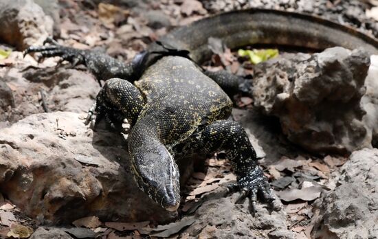 Ein kleiner flinker Leguan.