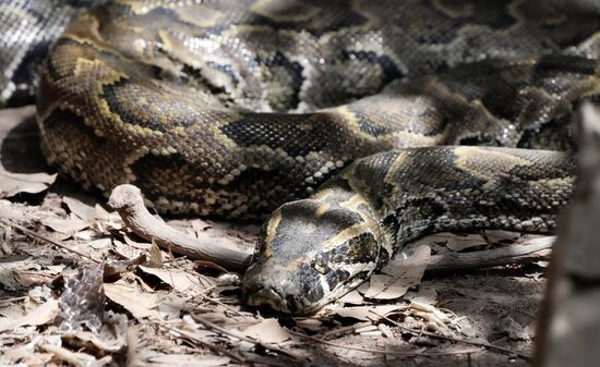 Diese hier schaut nicht freundlich und Dawda will auch keine mehr auf den Schultern. Warum nur???