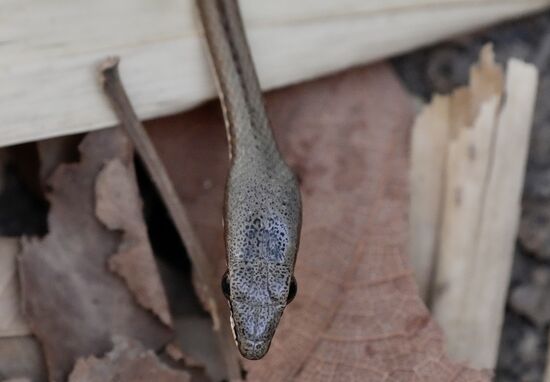 Super klein und super giftig.