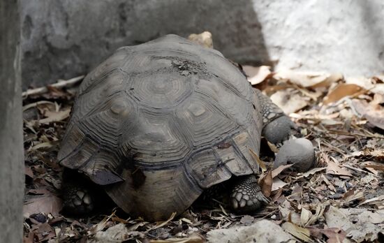Wir sehen an diesem Tag sehr viele Schildkröten. Zunächst denkt man, es seien alles die Gleichen, doch sie haben alle unterschiedliche Merkmale. Einige haben einen harten, andere einen weichen Panzer. Andere haben eine Falte im Panzer, andere nicht.