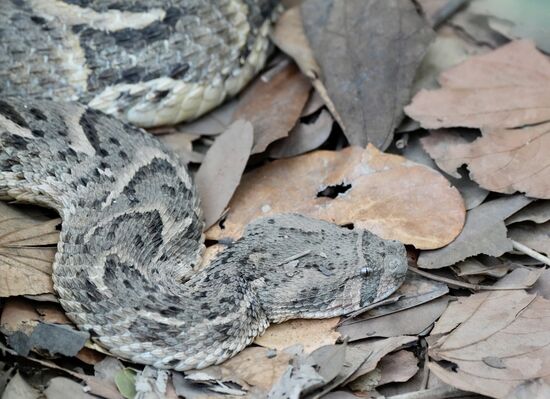 Mit diesem Exemplar —eine giftige Puffotter—verabschieden wir uns dann von der Schlangenfarm.