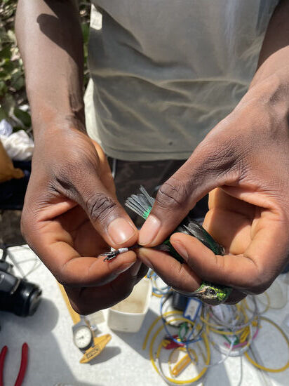 Bei diesem kleinen Kerl wurde der Ring gerade angelegt. Ring Typ AA, der kleinste Ring, den es gibt.